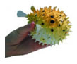 Spikey Blow Fish Squirter